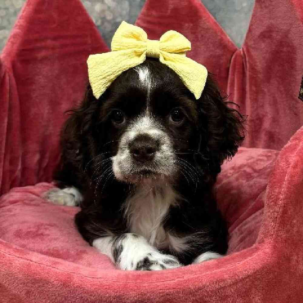 Female Cocker Spaniel puppy named Martha for sale at Petland Wichita West.