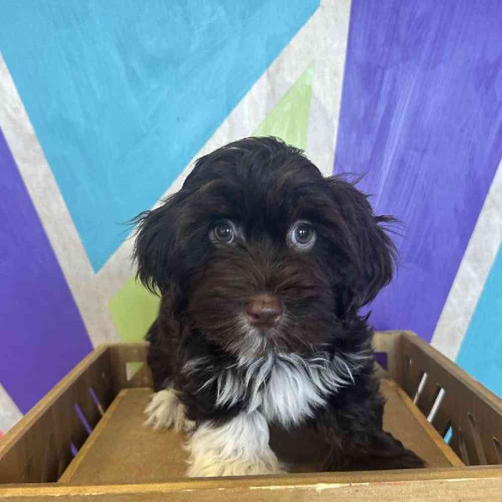 Male Havanese puppy named Hershey for sale at Petland Fayetteville.