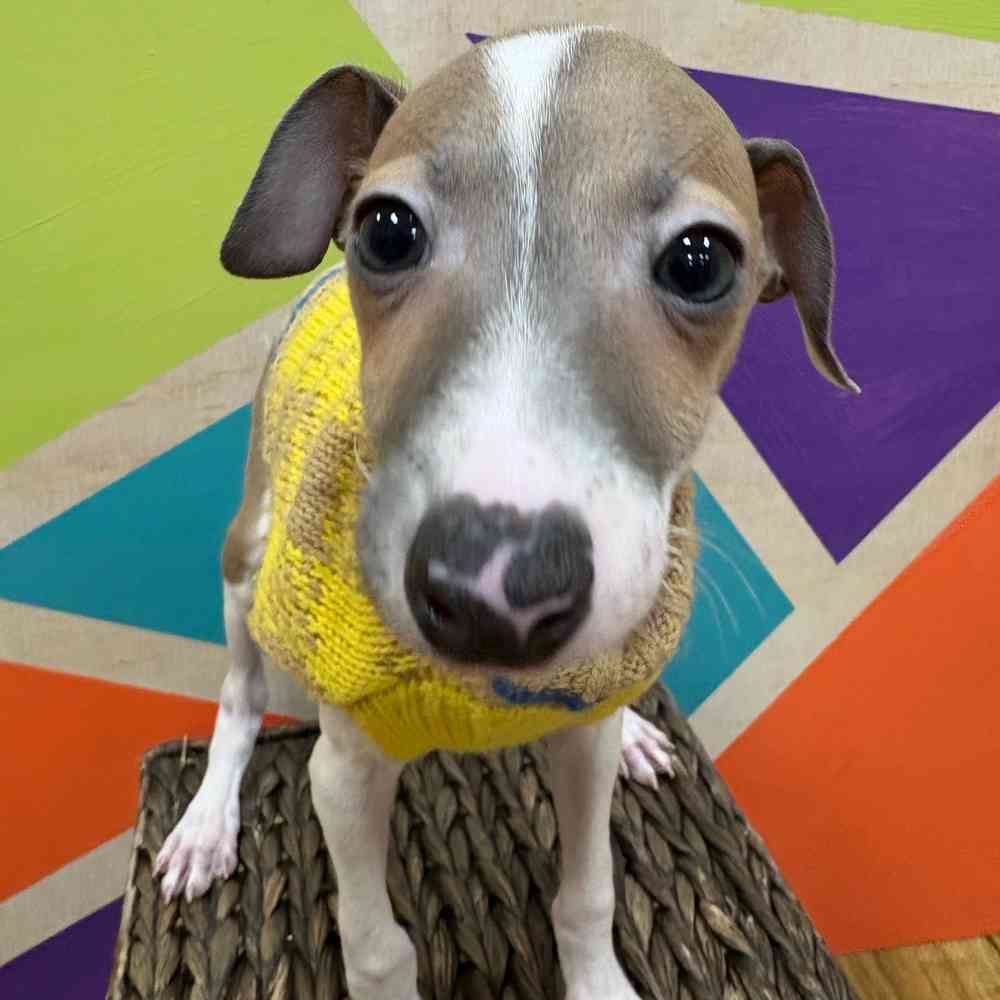 Male Italian Greyhound puppy named Kevin for sale at Petland Wichita West.