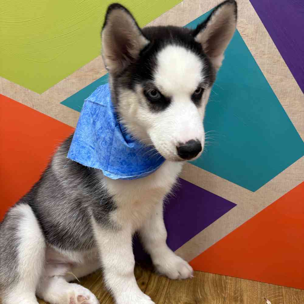 Male Siberian Husky puppy named Pickles for sale at Petland Wichita West.