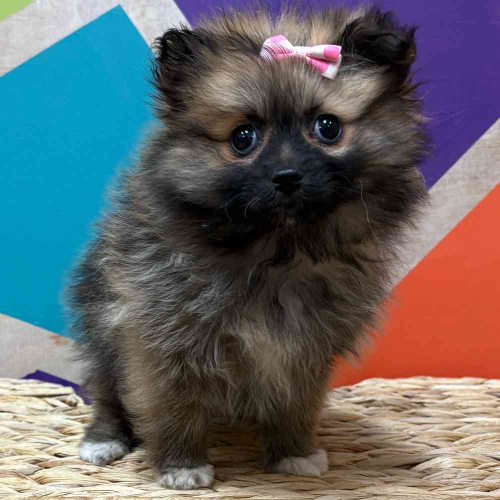 Female Pomeranian puppy named Winter for sale at Petland Wichita West.