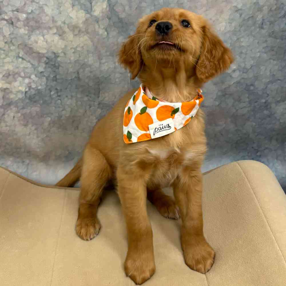 Male Golden Retriever puppy named Buddy for sale at Petland Wichita West.