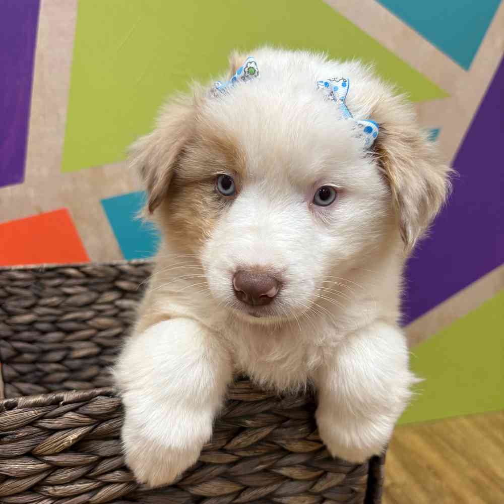 Female Mini Aussie puppy named Shiya for sale at Petland Wichita West.