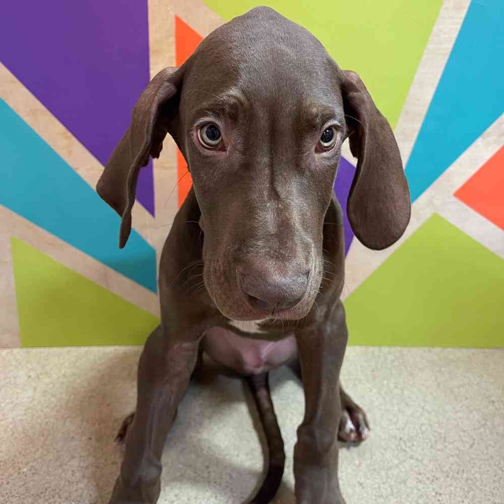 Male Great Dane puppy named Earnie for sale at Petland Joplin.