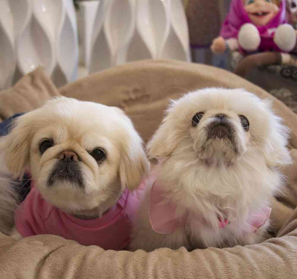 Pekingese Puppies for Sale image