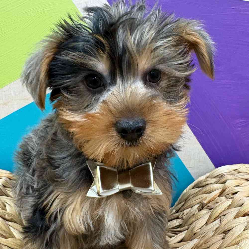 Male Yorkie puppy named Murphy for sale at Petland Wichita West.