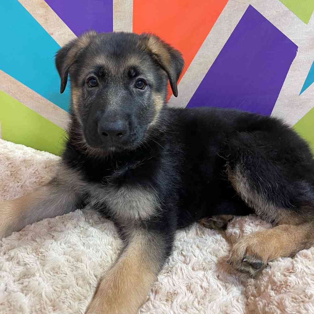 Male German Shepherd puppy named Joe for sale at Petland Joplin.