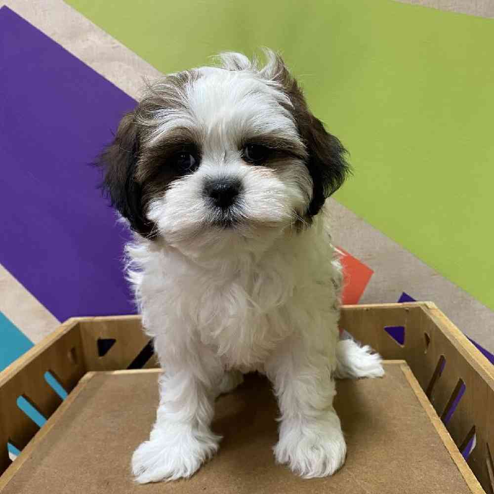 Male Shipoo puppy named Richard for sale at Petland Joplin.