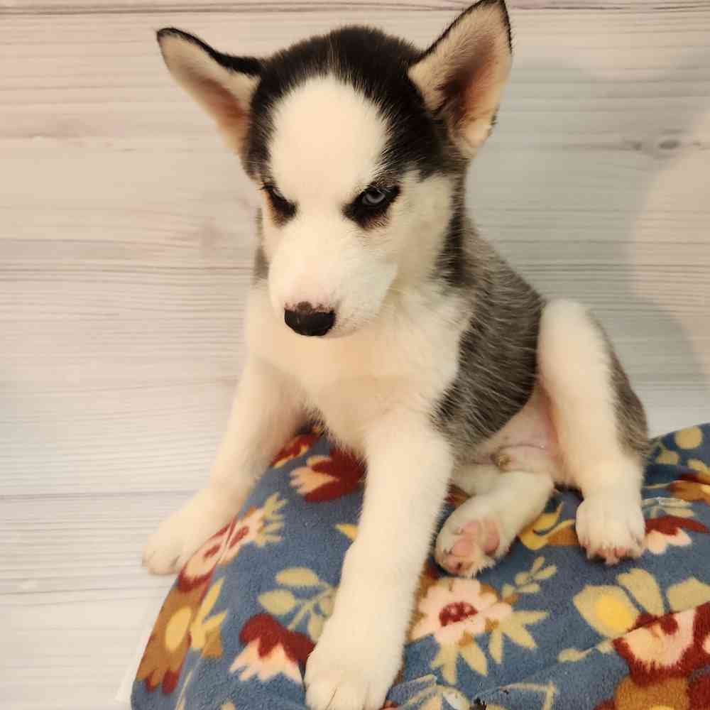 Male Siberian Husky puppy named Pickles for sale at Petland Wichita West.