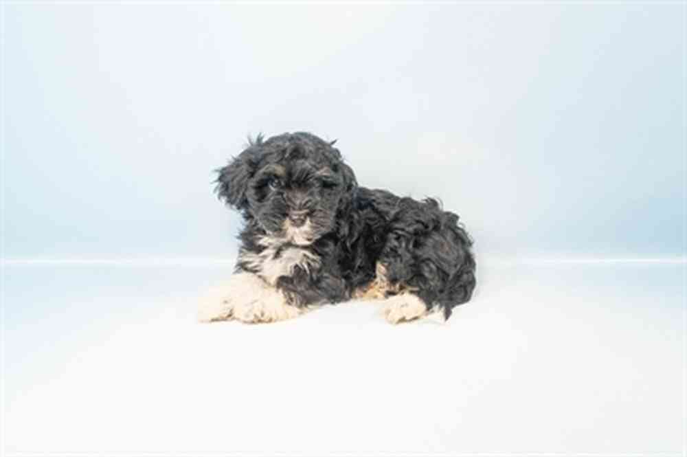 Male Havanese puppy named Hopps for sale at Petland Rogers.