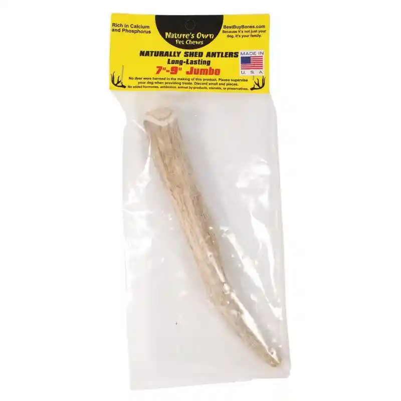Packaged Jumbo Naturally Shed Antler 7-9 Inch