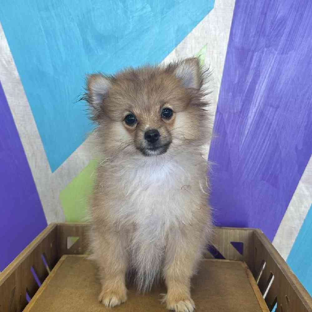 Female Pomeranian puppy named Polly for sale at Petland Fayetteville.