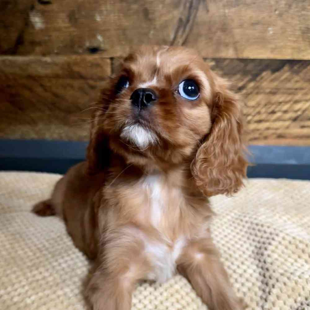 Male Cavalier King Charles Spaniel puppy for sale at Petland Rogers.