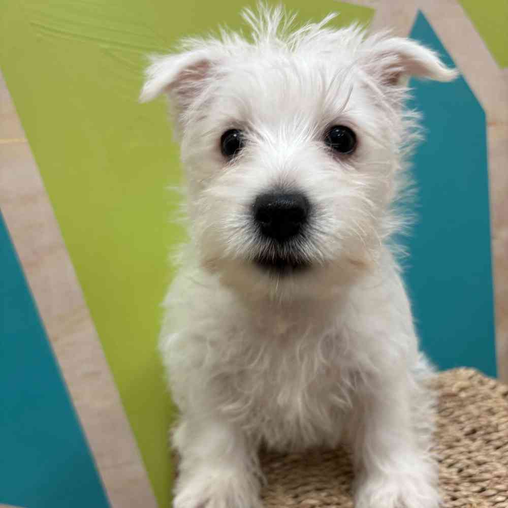 Male West Highland White Terrier puppy named Winston for sale at Petland Wichita West.