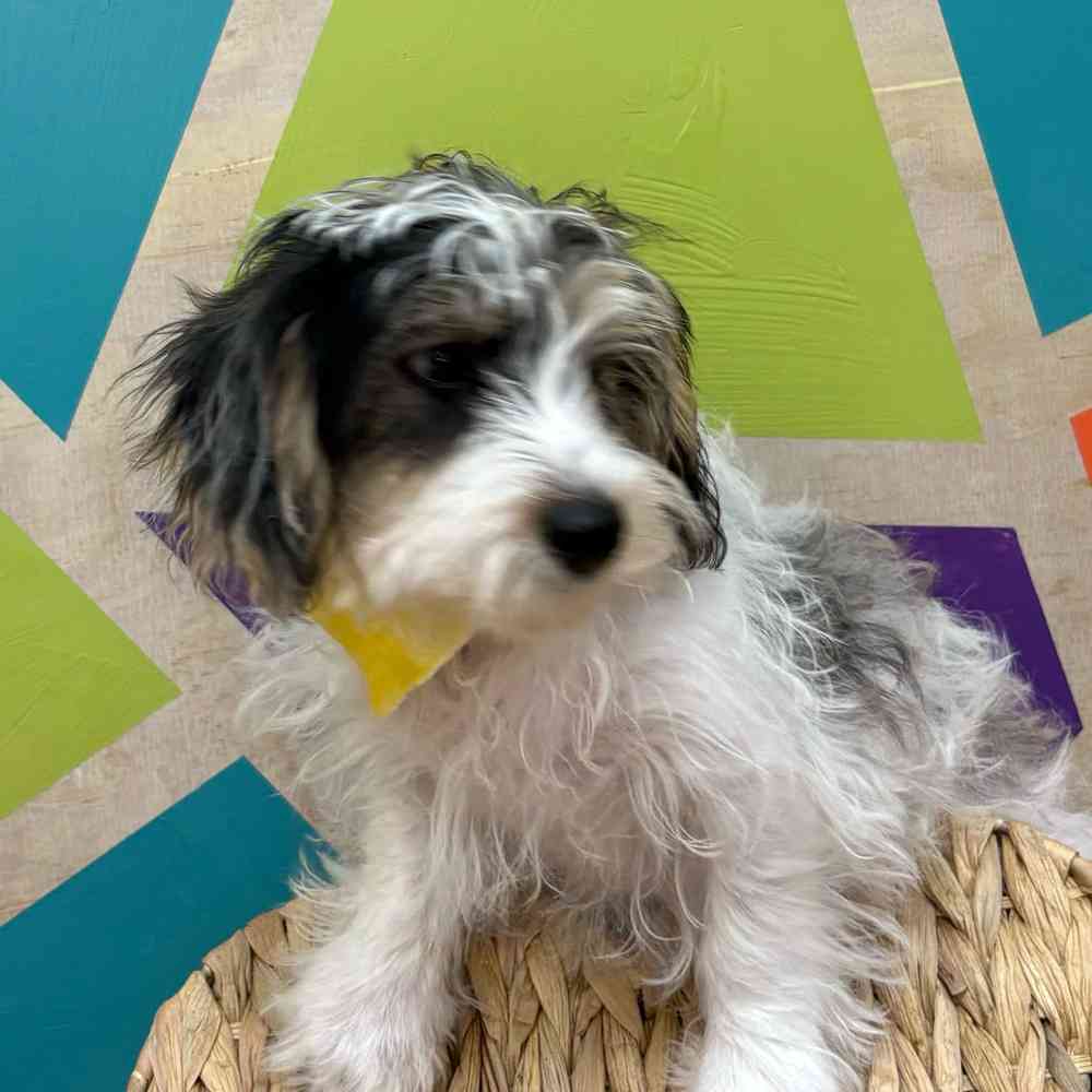 Male Yorkie-Poo puppy named Jax for sale at Petland Wichita West.