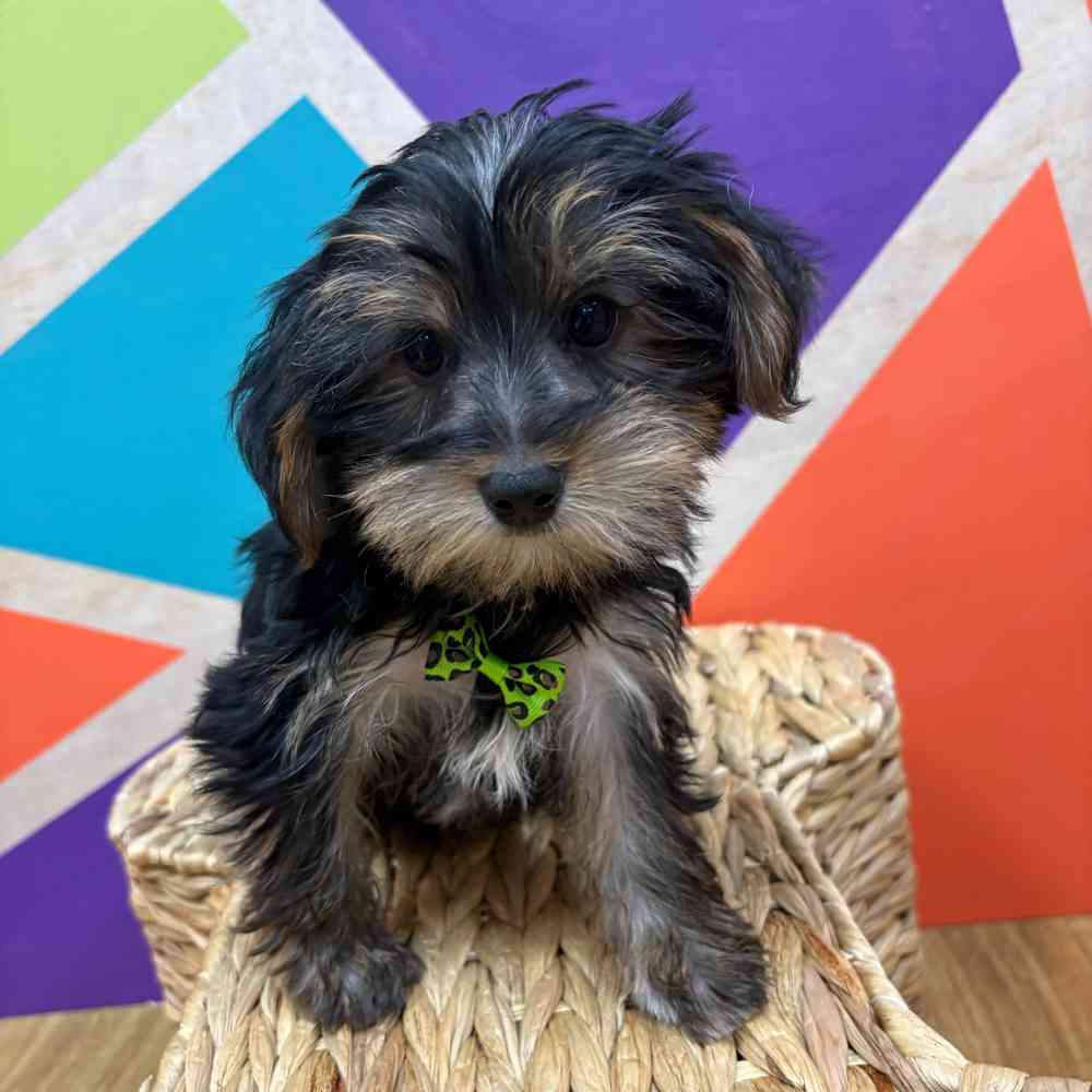 Male Yorkie puppy named Henry for sale at Petland Rogers.