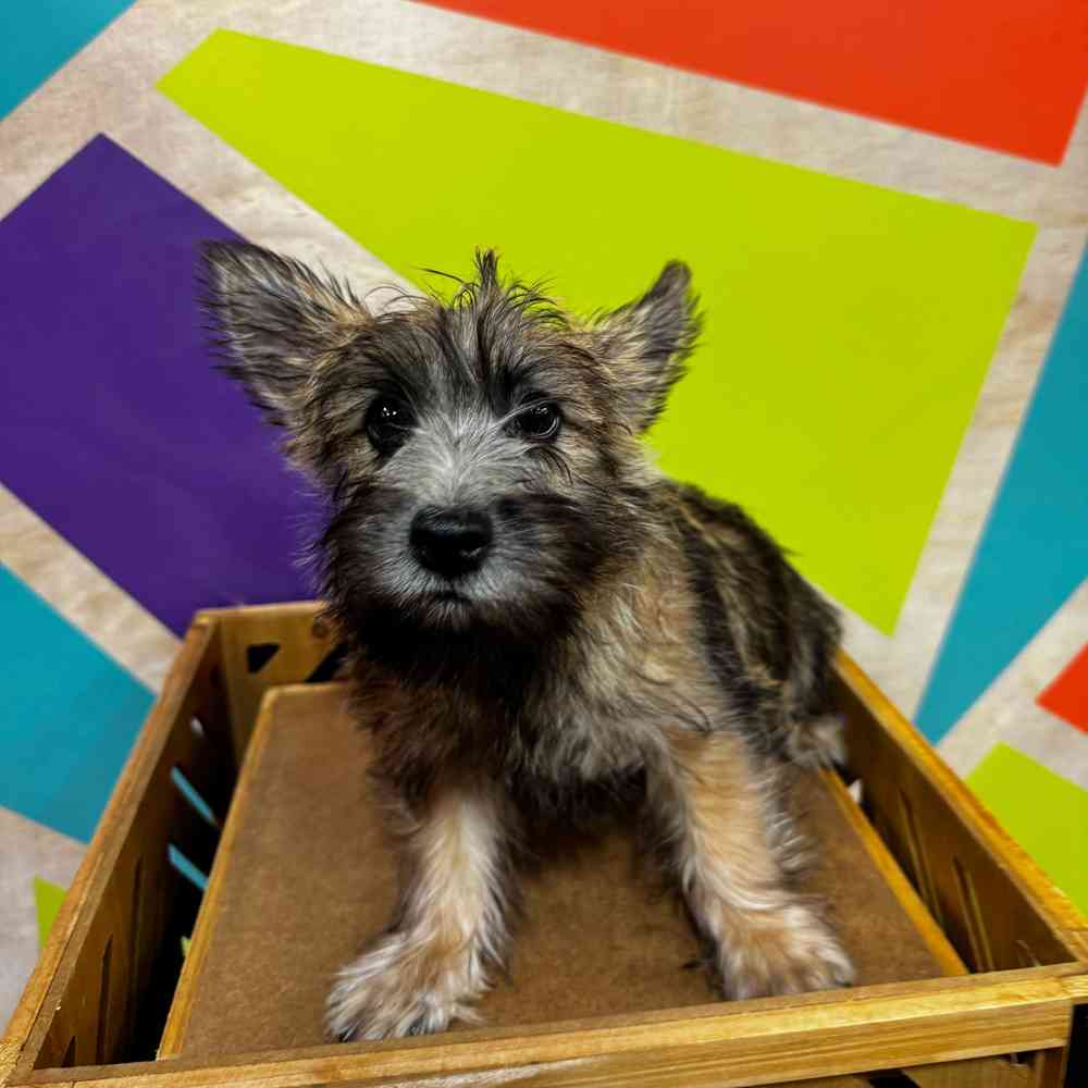 Male Cairn Terrier puppy named Bear for sale at Petland Joplin.