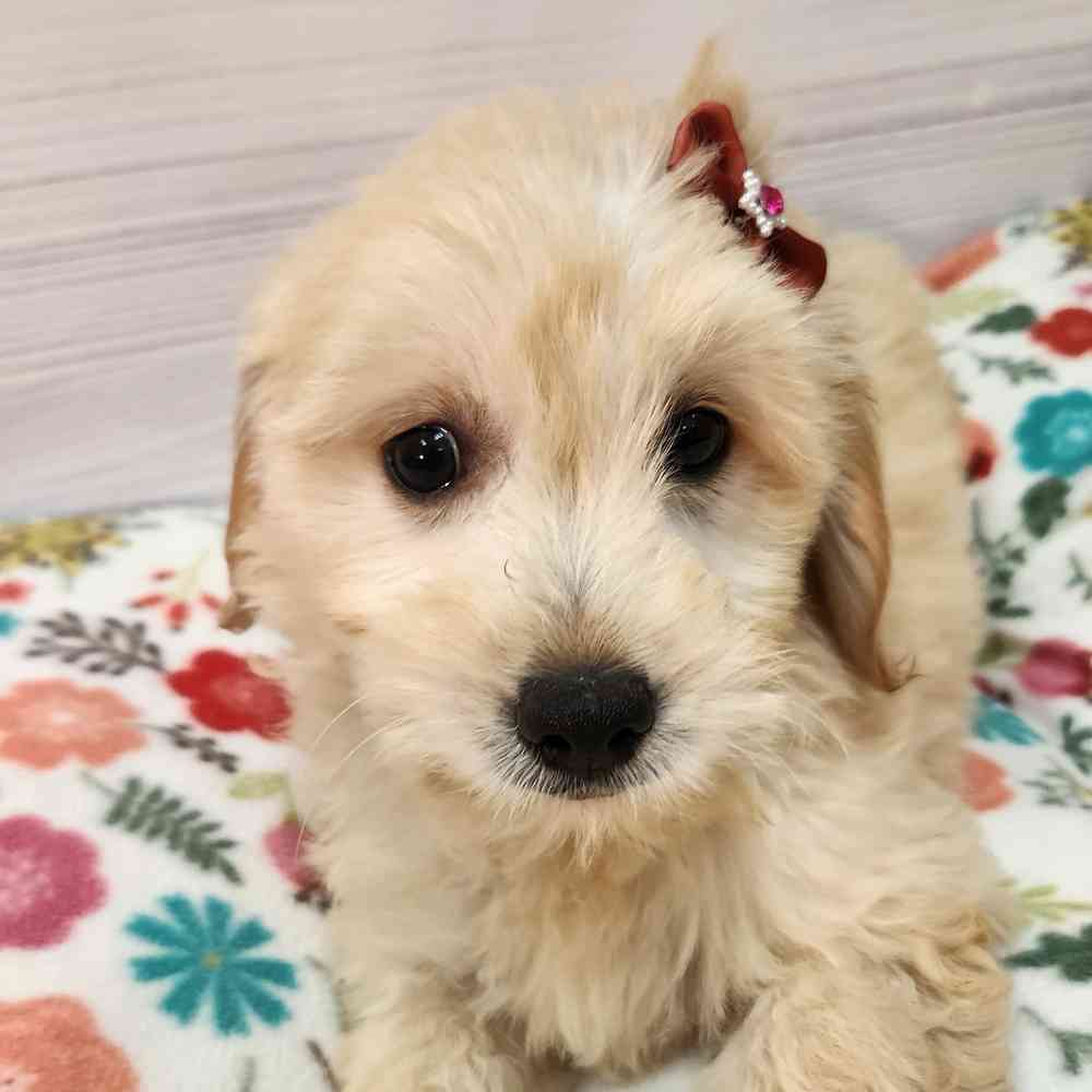 Female Mini Goldendoodle puppy named Buffy for sale at Petland Wichita West.