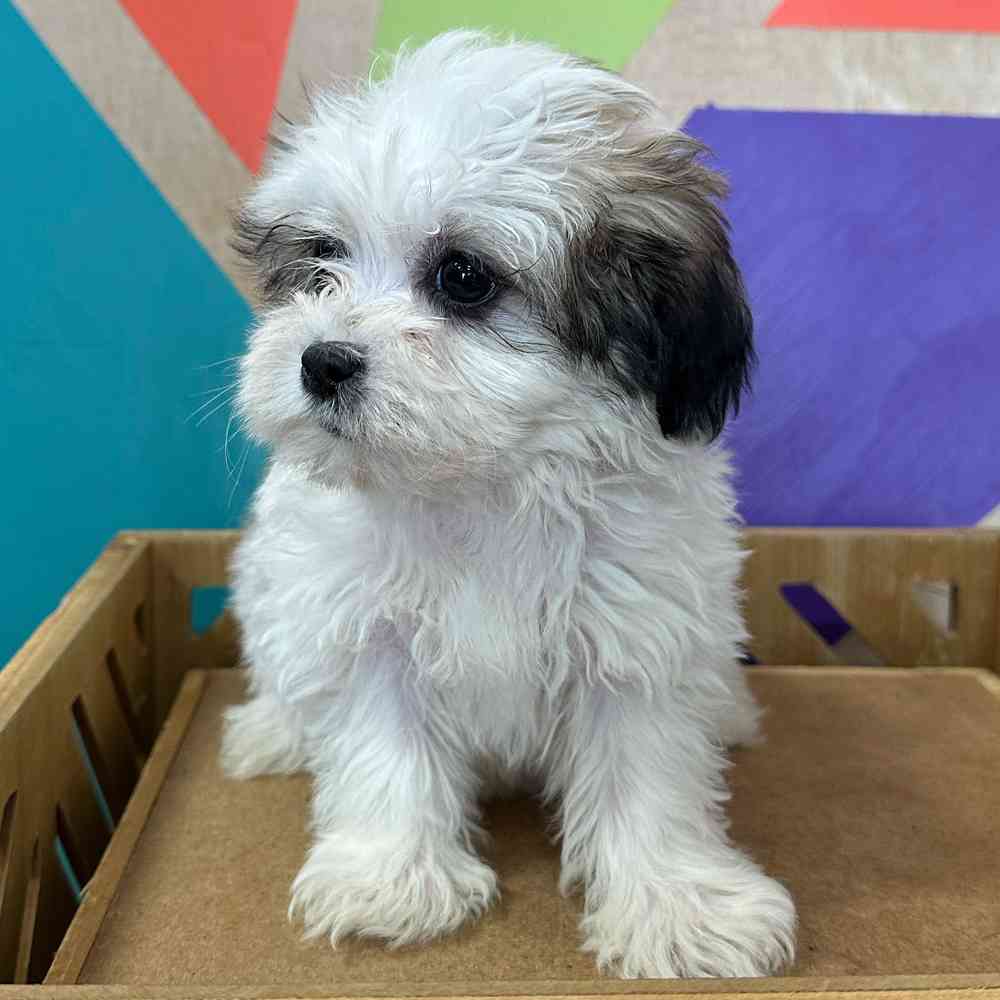 Female Teddy Bear puppy named Zoey for sale at Petland Fayetteville.
