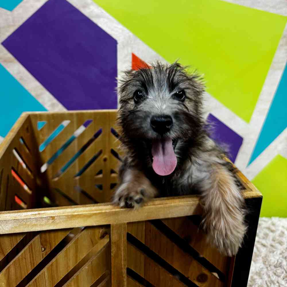 Male Cairn Terrier puppy named Bear for sale at Petland Joplin.