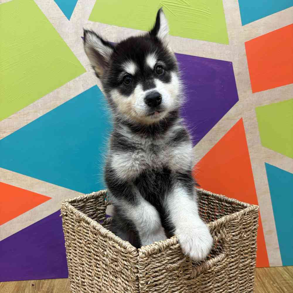 Male Alaskan Malamute puppy named Mowgly for sale at Petland Wichita West.