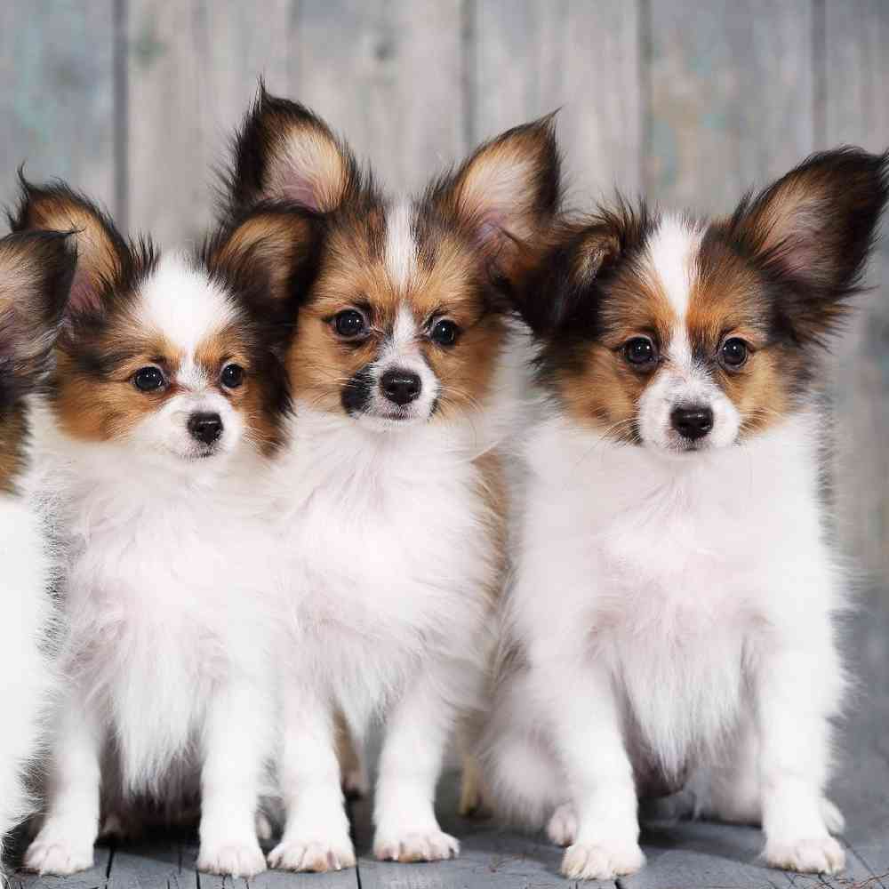 Papillon Puppies for Sale image