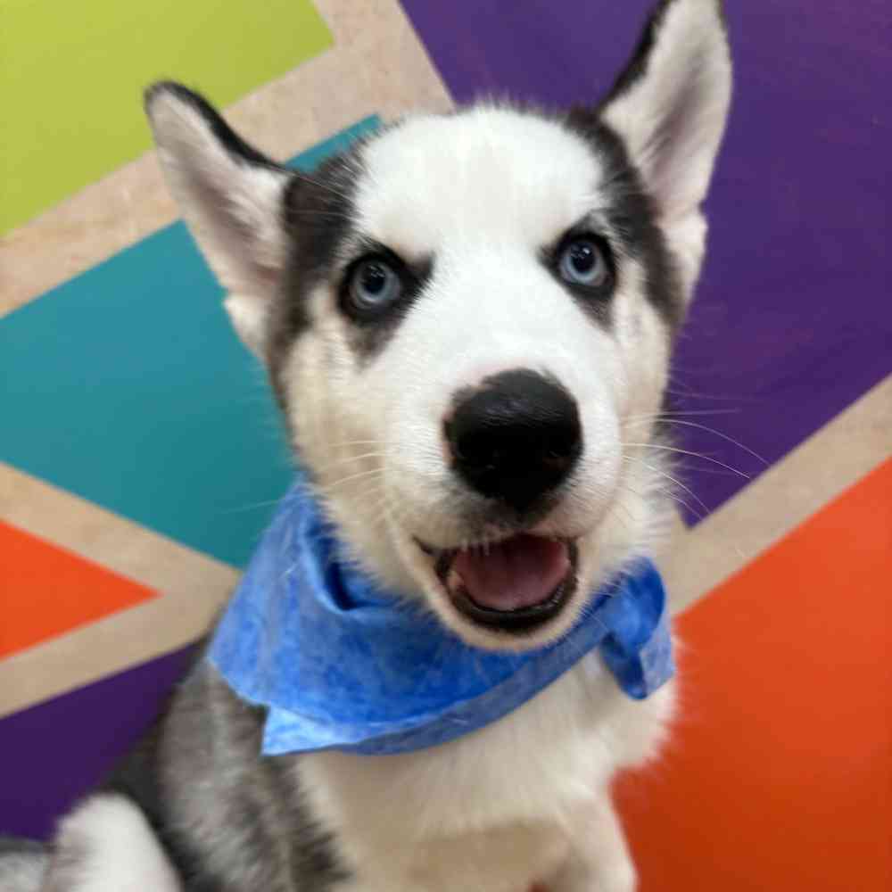 Male Siberian Husky puppy named Pickles for sale at Petland Wichita West.