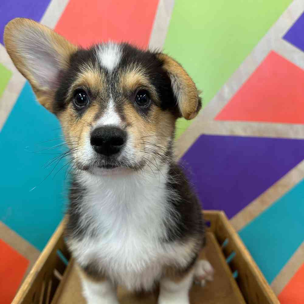 Male Pembroke Welsh Corgi puppy named Elvis for sale at Petland Wichita West.