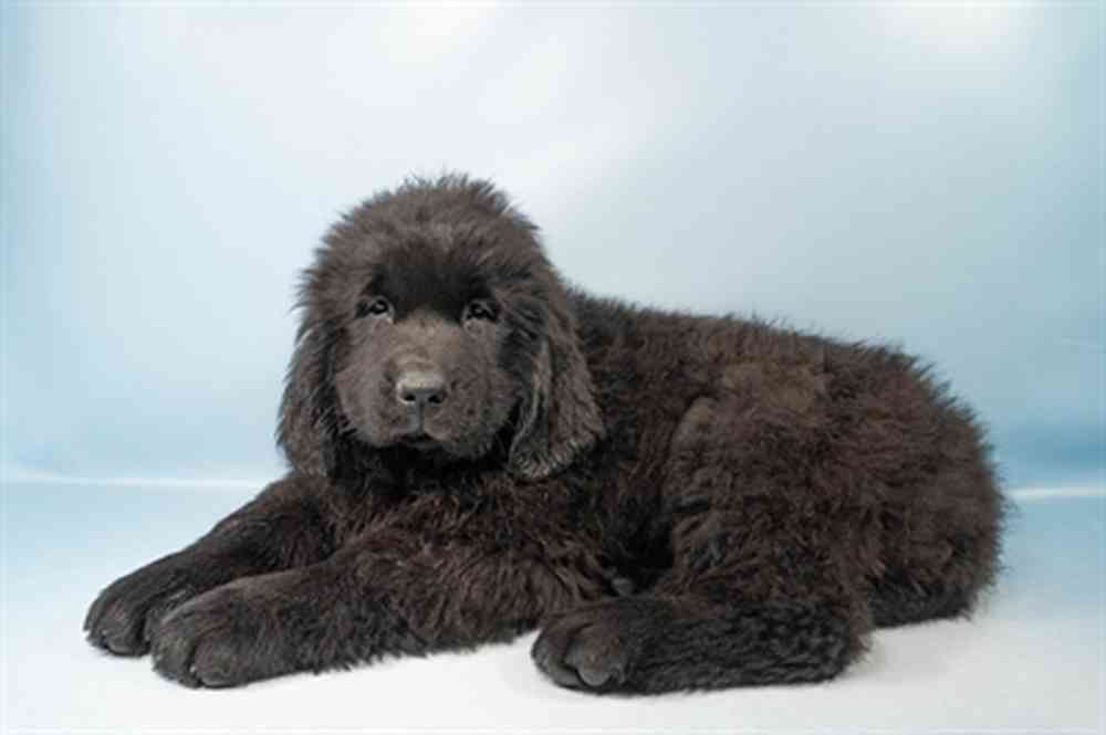Female Newfoundland puppy named Bear for sale at Petland Rogers.