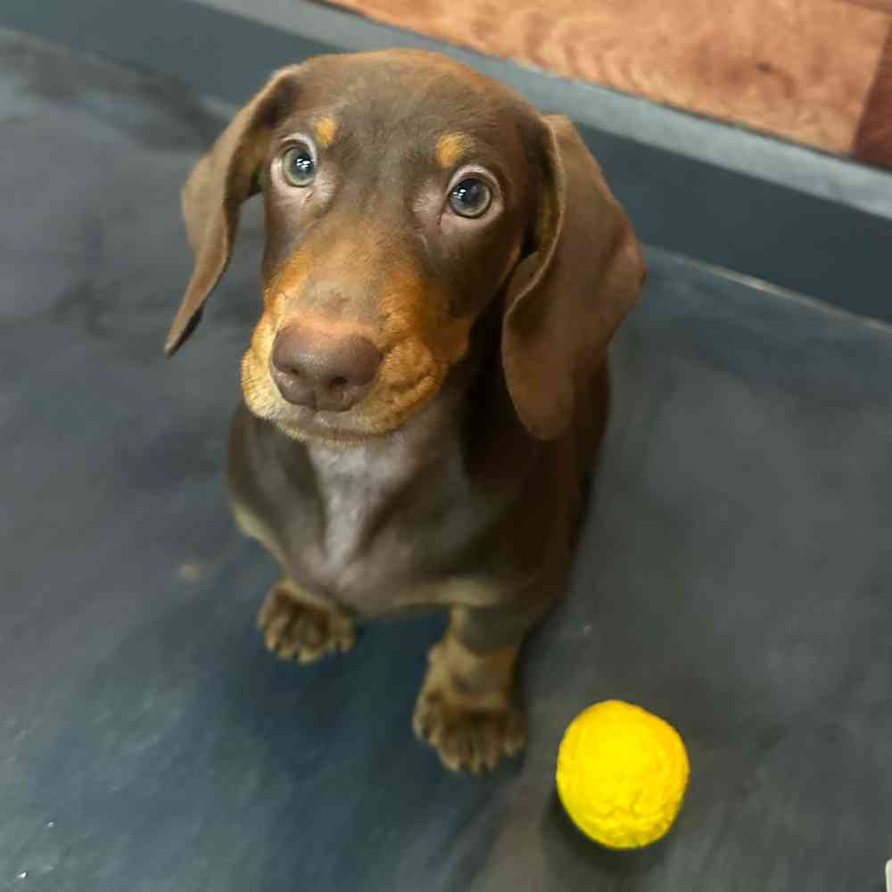 Male Mini Dachshund puppy named Cruton for sale at Petland Fayetteville.