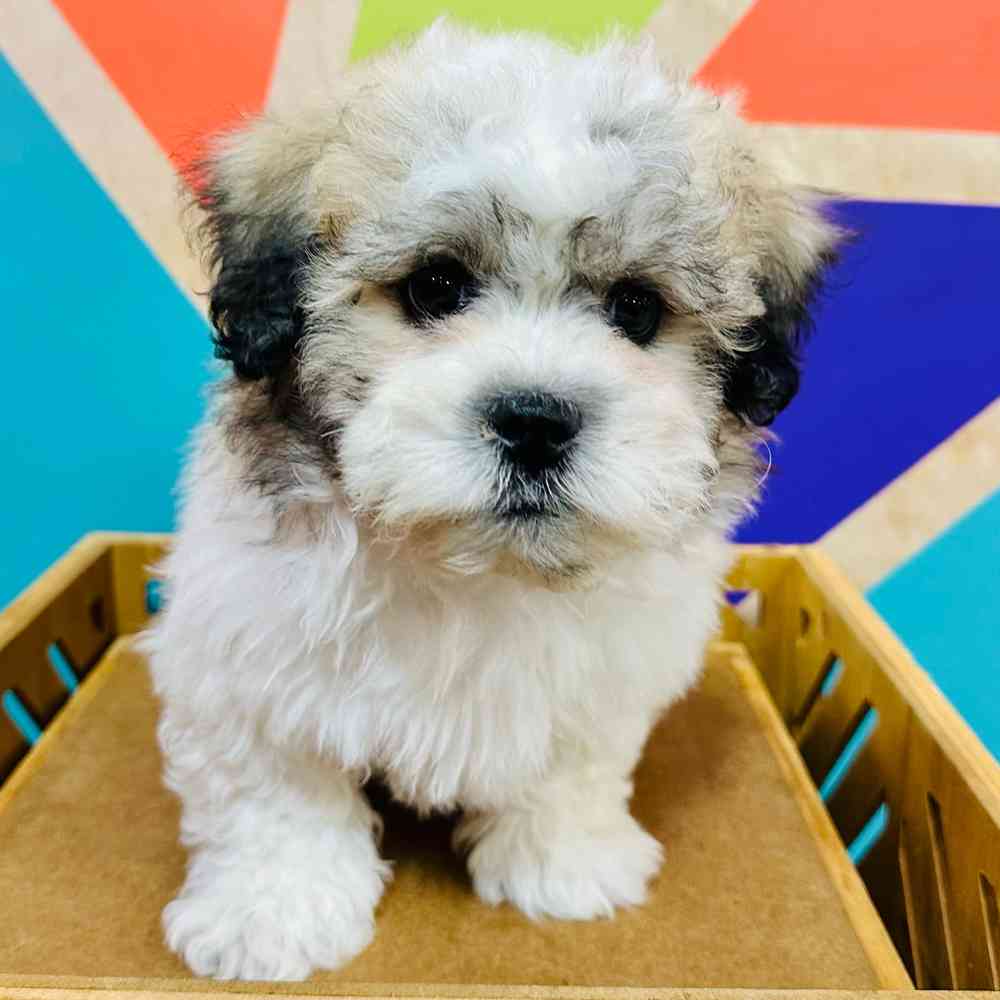 Male Teddy Bear puppy named Larry for sale at Petland Joplin.