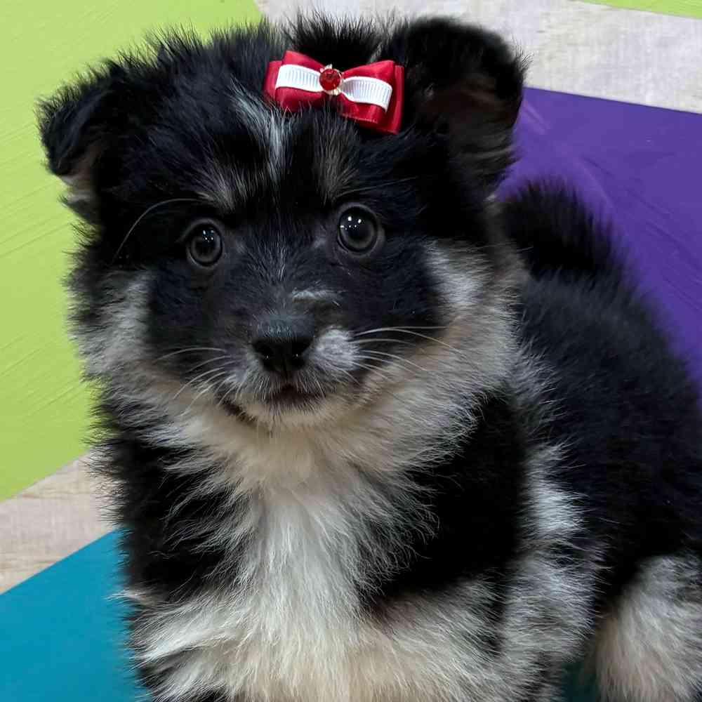 Female Pomsky puppy named Hilda for sale at Petland Wichita West.