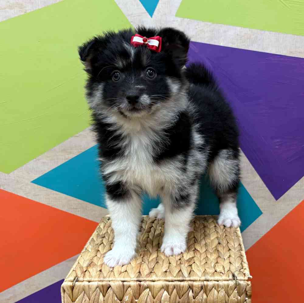 Female Pomsky puppy named Hilda for sale at Petland Wichita West.