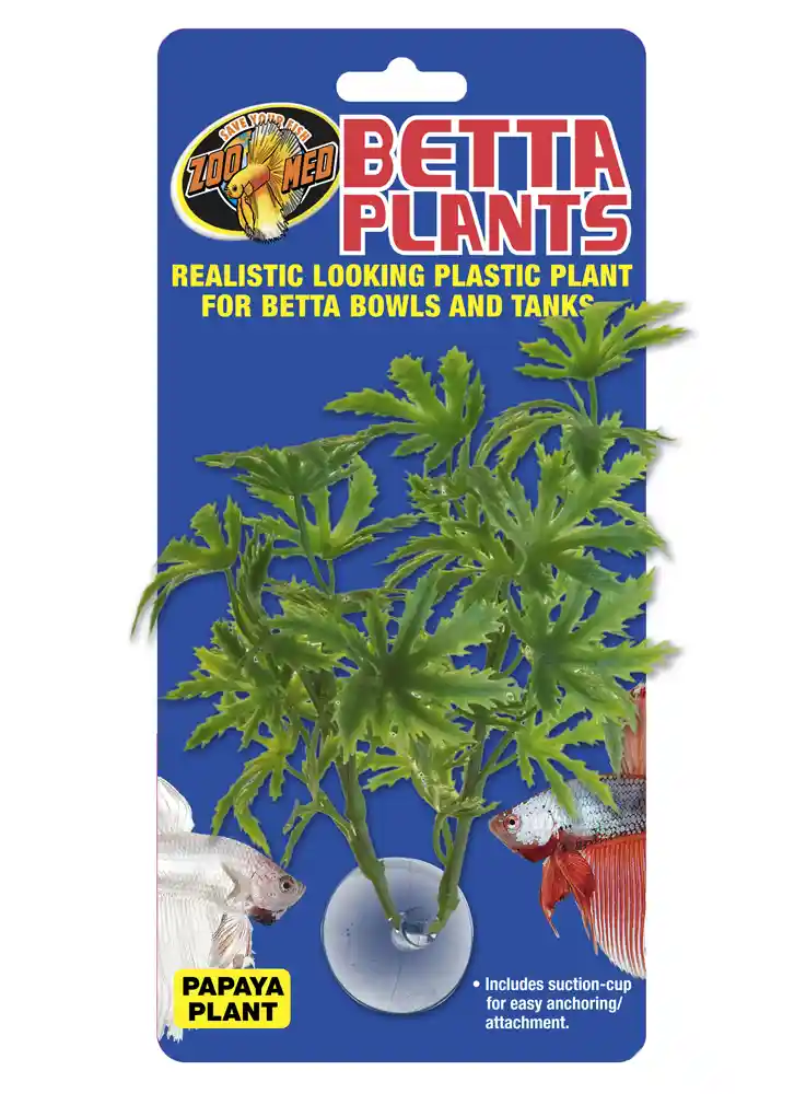 Zoomed Betta Plant - Papaya