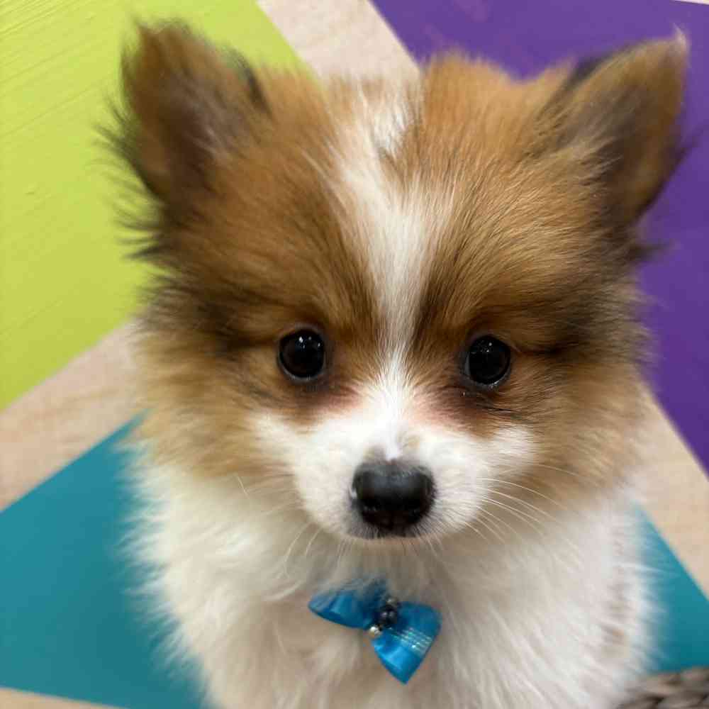 Male Pomeranian puppy named Tiny Tim for sale at Petland Wichita West.