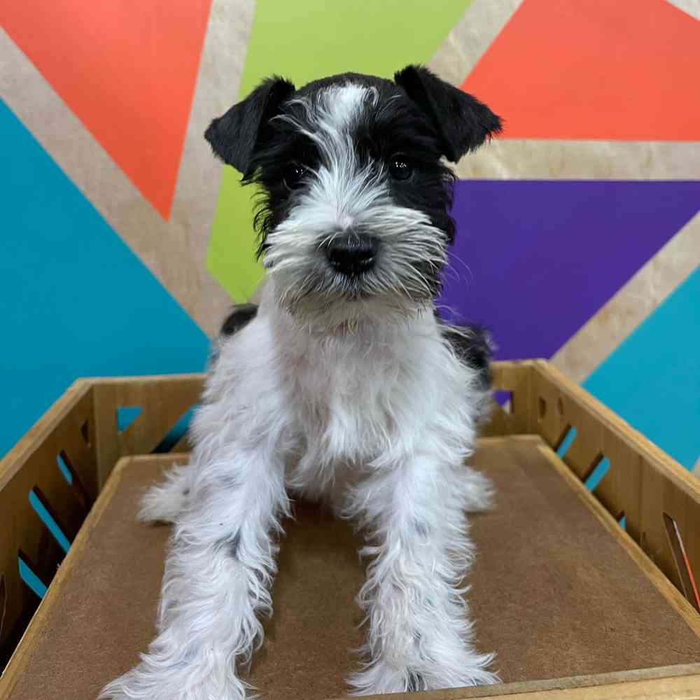 Male Mini Schnauzer puppy named Warren for sale at Petland Joplin.
