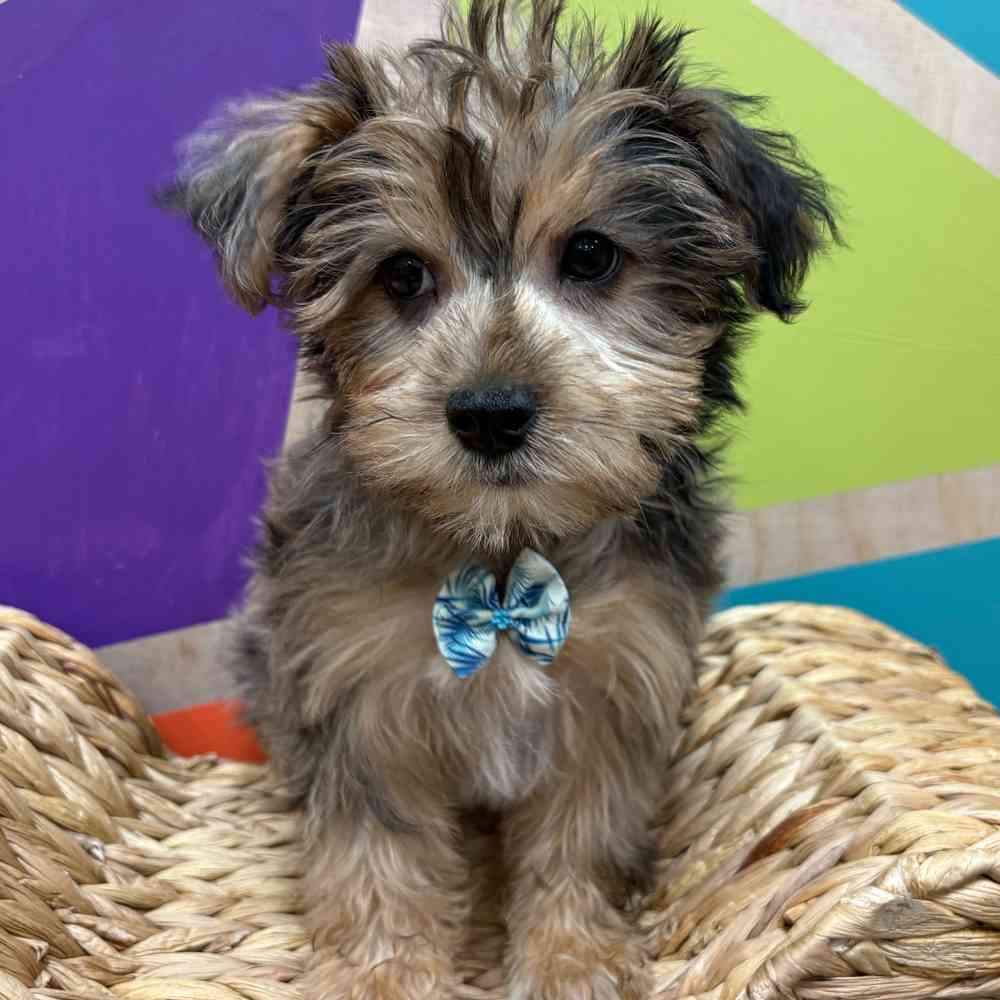 Male Yorkie puppy named Albert for sale at Petland Fayetteville.
