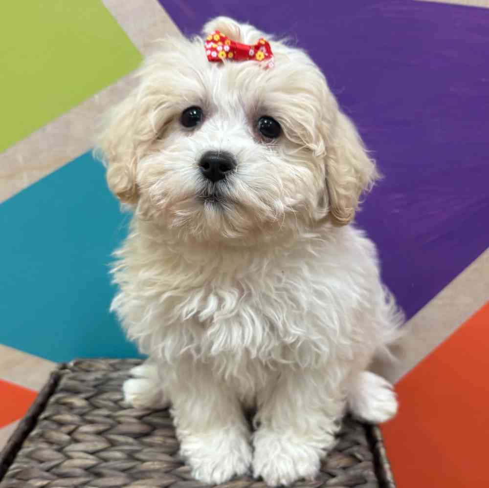 Female Teddy Bear puppy named Juniper for sale at Petland Wichita West.