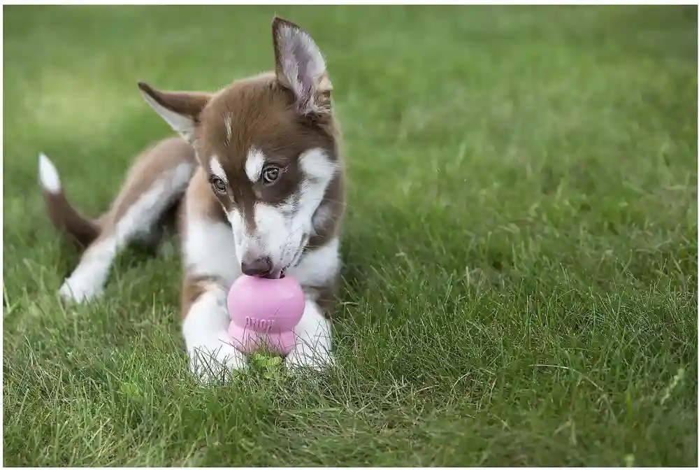 Stuff'n Easy Treat Puppy Recipe 8-oz