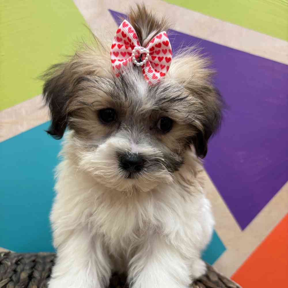 Female Teddy Bear puppy named Monica for sale at Petland Joplin.
