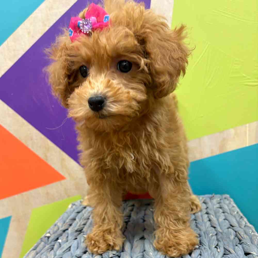 Female Bichonpoo puppy named Flora for sale at Petland Wichita West.