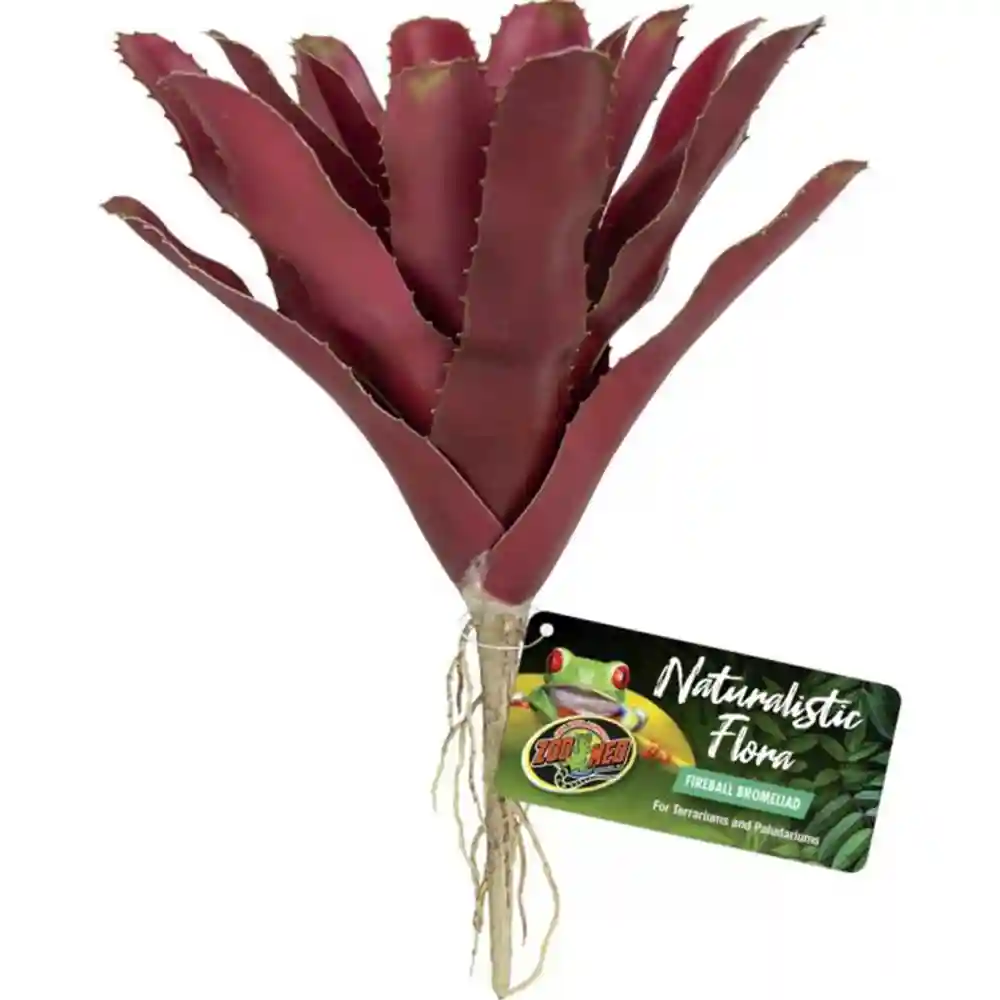 Zml Plnt Fireball Bromeliad