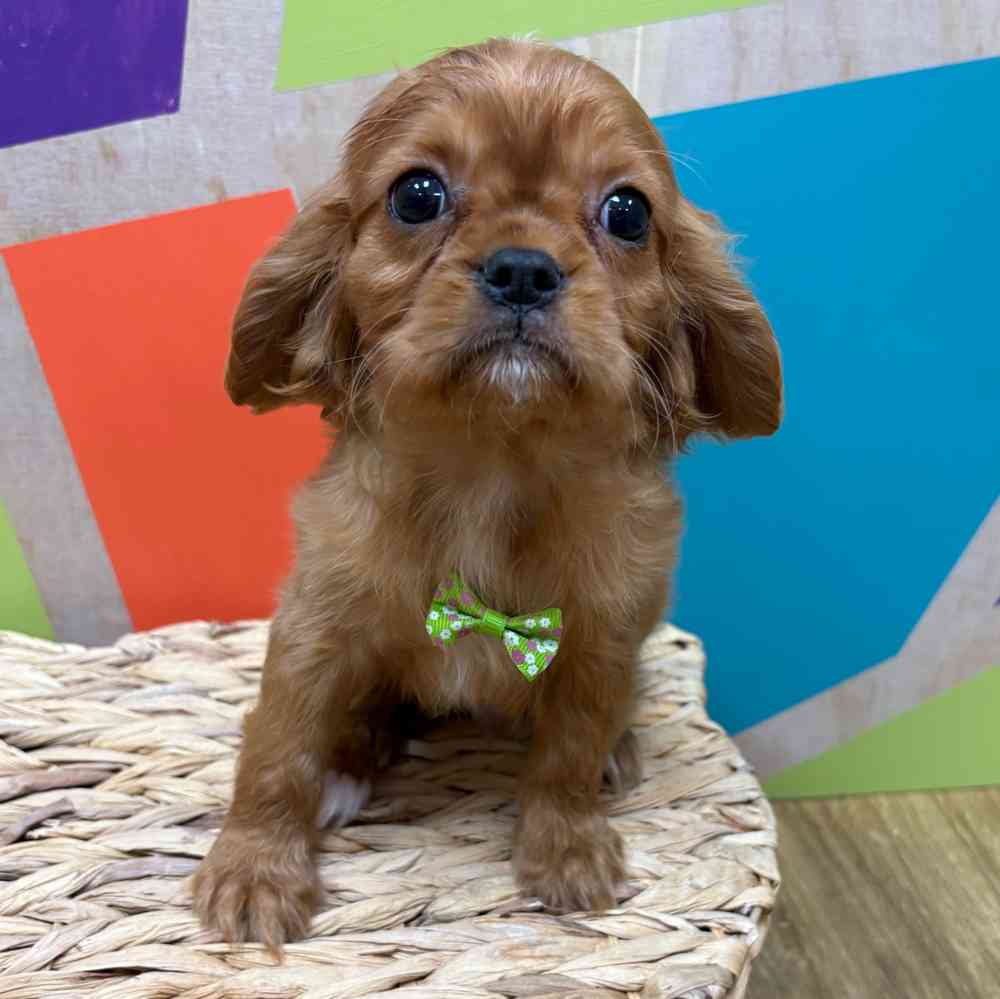 Male Cavalier King Charles Spaniel puppy named Reuben for sale at Petland Wichita West.