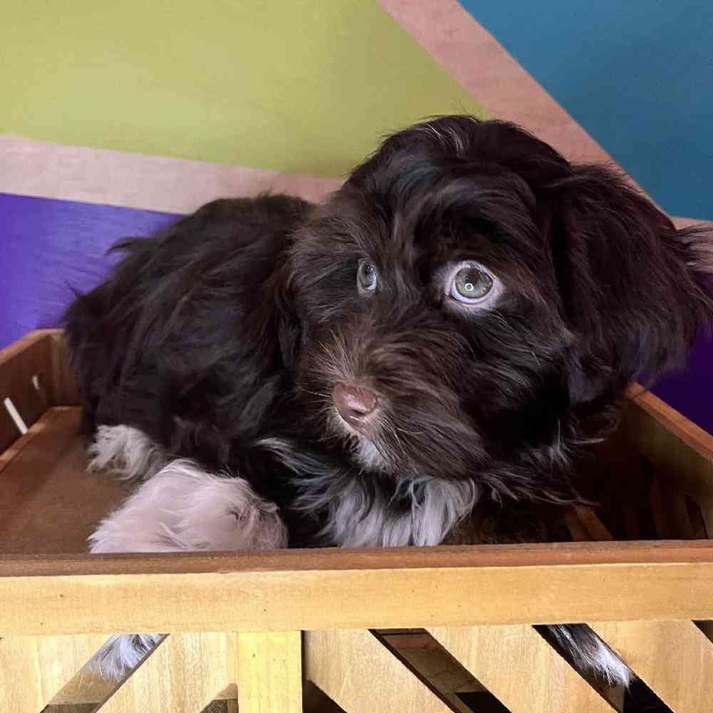 Male Havanese puppy named Hershey for sale at Petland Fayetteville.