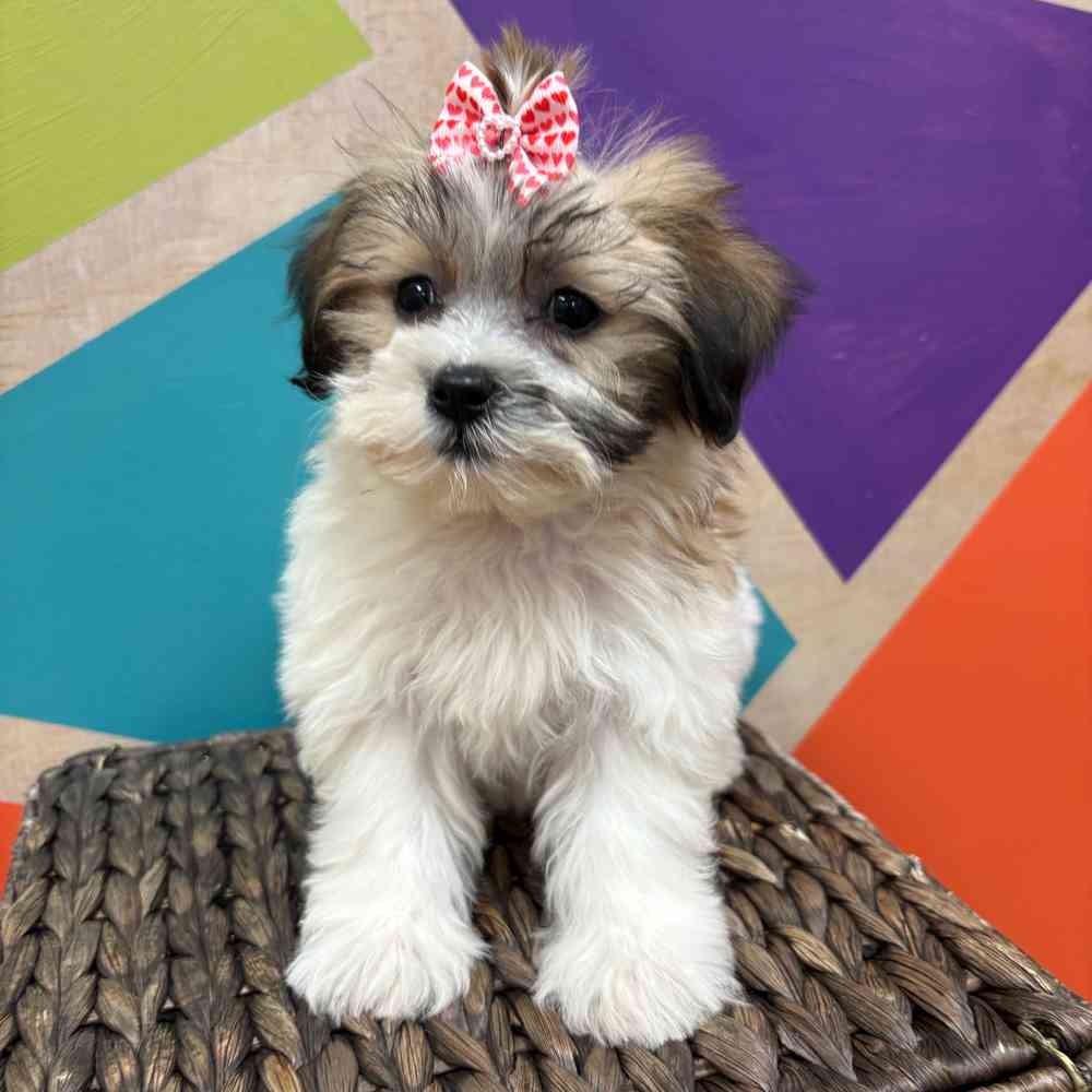 Female Teddy Bear puppy named Monica for sale at Petland Joplin.