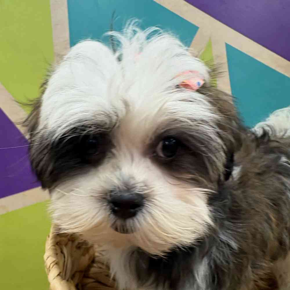 Female Malshi puppy named Fiona for sale at Petland Wichita West.