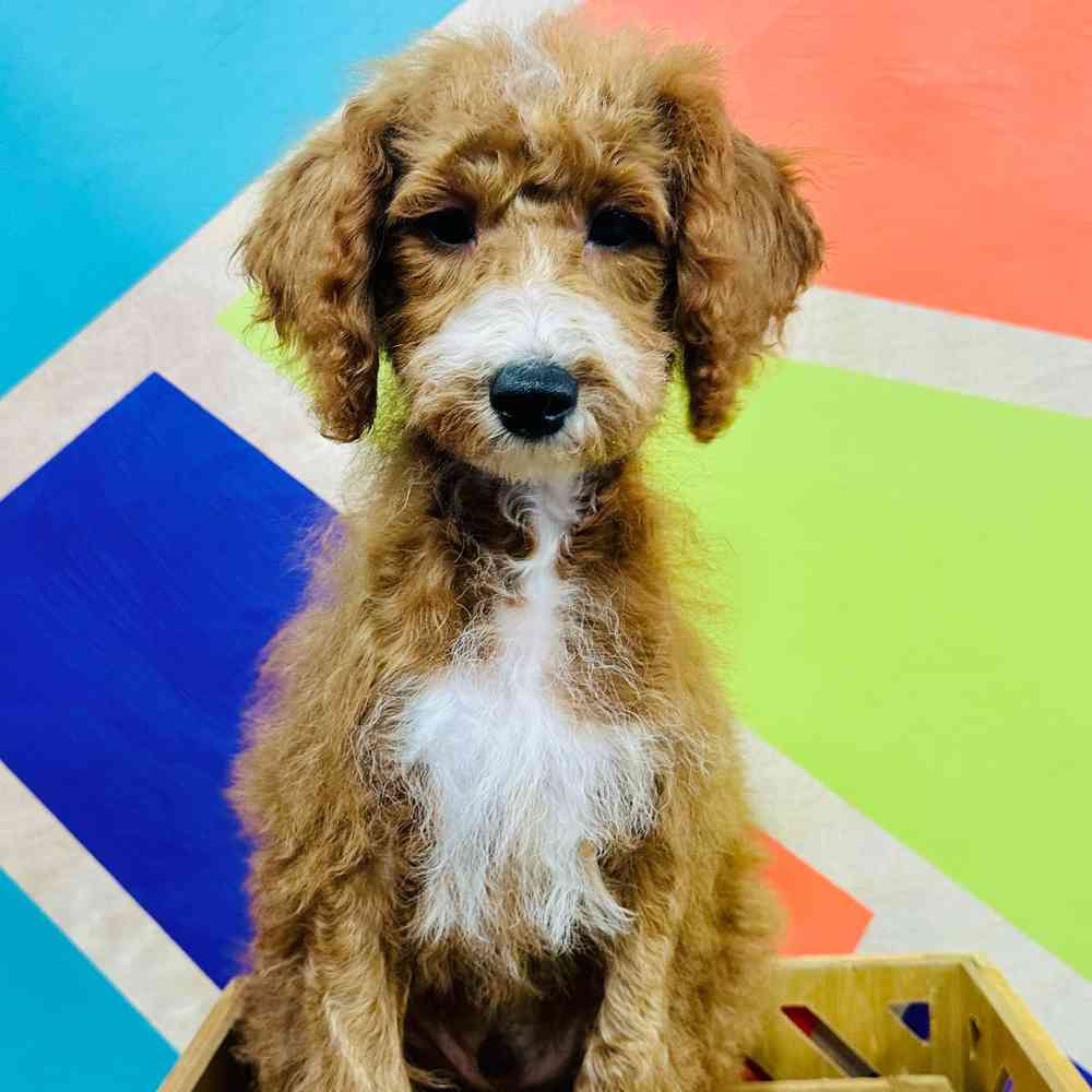 Male Mini Poodle puppy named Jock for sale at Petland Joplin.