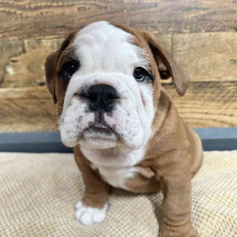 Male English Bulldog puppy named Carter for sale at Petland Rogers.