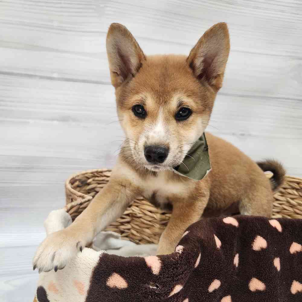Male Shiba Inu puppy named Hachi for sale at Petland Wichita West.