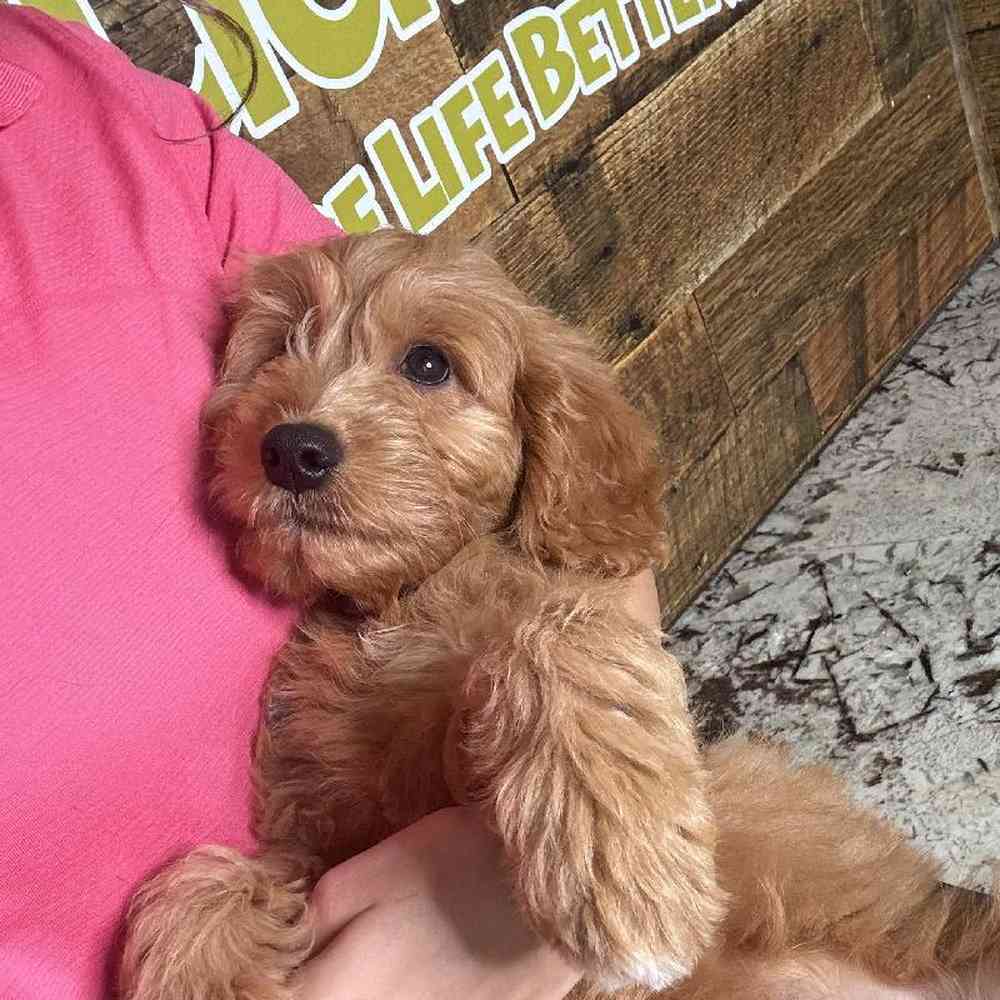 Male Mini Goldendoodle puppy named Jason for sale at Petland Rogers.
